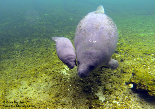 annie and calf 07-26-2014